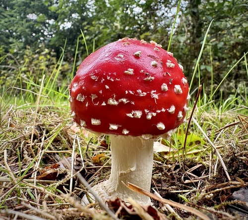 Fly Agaric