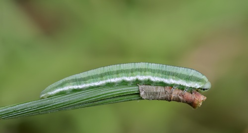 Red-tailed Pine Combhorn
