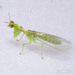 Green Mantidfly - Photo (c) Joseph Connors, all rights reserved, uploaded by Joseph Connors