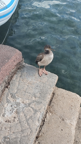 Mediterranean Shag