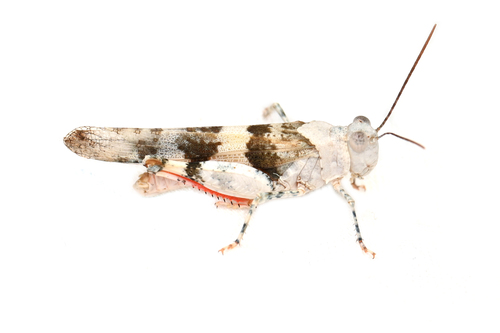 Strenuous Grasshopper