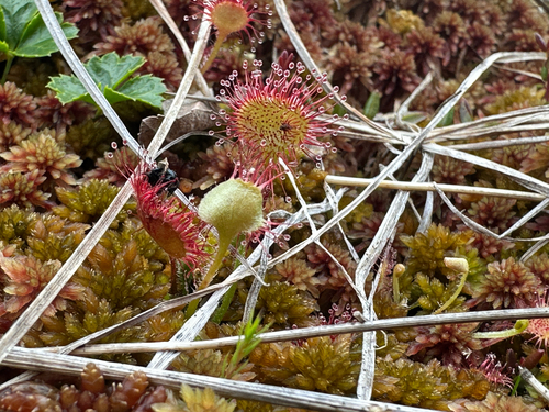 round-leaved sundew