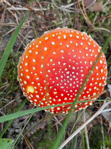 Fly Agaric