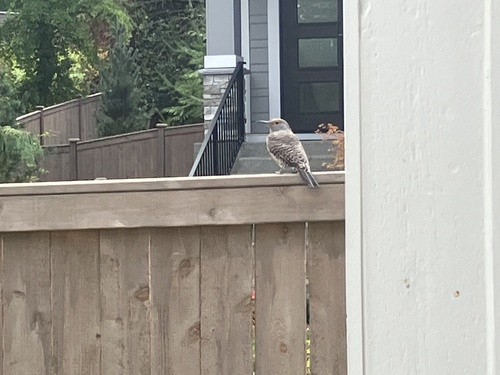 Northern Flicker
