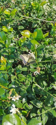 Old World Swallowtail