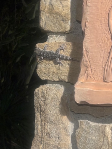 Moorish Gecko