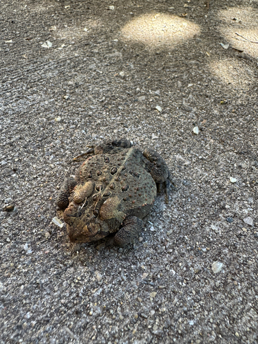 American Toad