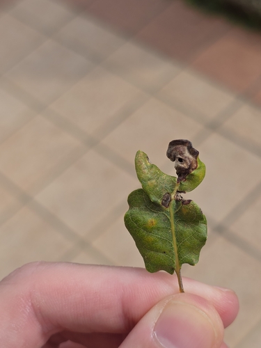 Oak Curved-leaf Gall Wasp