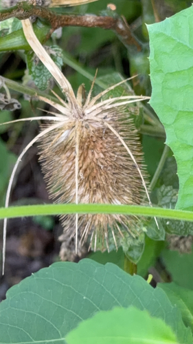 wild teasel