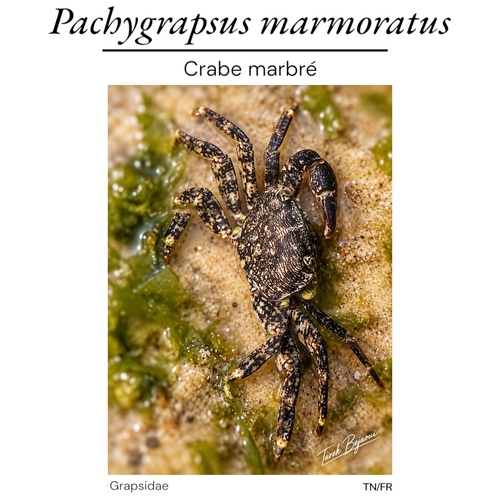 Marbled Crab
