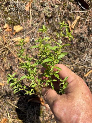 false pennyroyal
