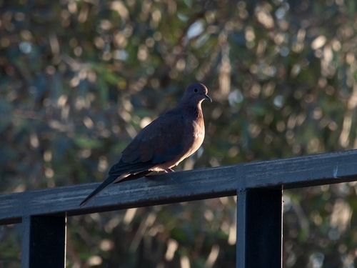 Laughing Dove