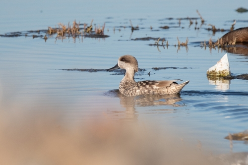 Marbled Duck