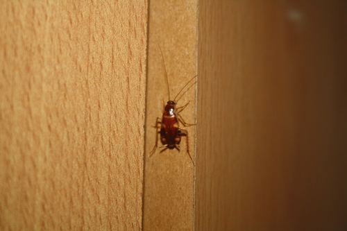 Brown-banded Cockroach