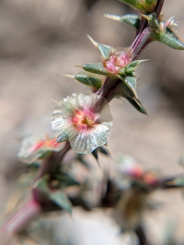 iNaturalist observation photo of barbwire russian thistle