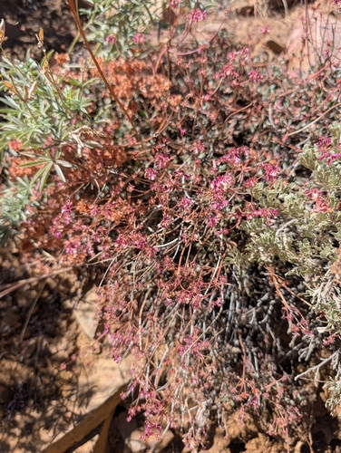 iNaturalist observation photo of wild buckwheats