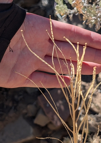 iNaturalist observation photo of Western Wallflower