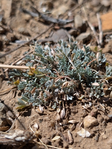 iNaturalist observation photo of Torrey's milkvetch