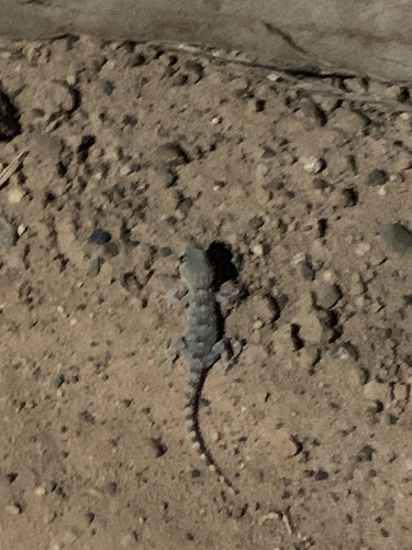 Moorish Gecko