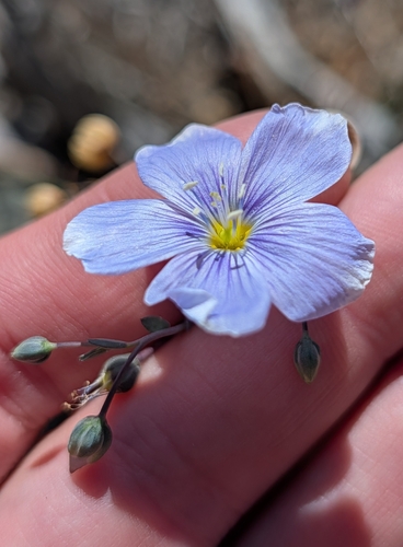 iNaturalist observation photo of Lewis flax