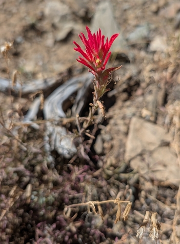 iNaturalist observation photo of wavyleaf paintbrush