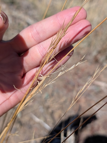 iNaturalist observation photo of Needle-and-thread Grass