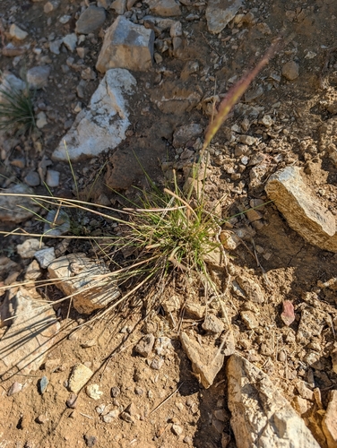 iNaturalist observation photo of Squirreltail