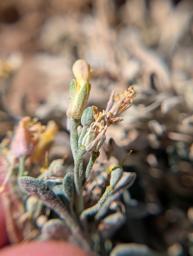 iNaturalist observation photo of King Bladderpod