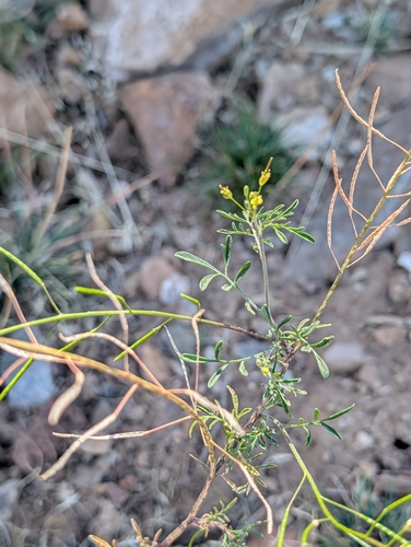 iNaturalist observation photo of Tansymustards