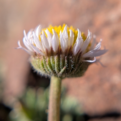 iNaturalist observation photo of cut-leaf fleabane