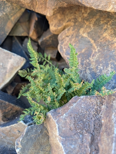 iNaturalist observation photo of Rocky Mountain woodsia