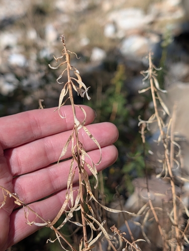 iNaturalist observation photo of rockcresses