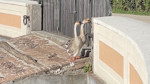 Domestic Swan Goose