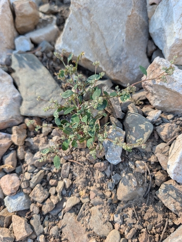 iNaturalist observation photo of pinyon goosefoot