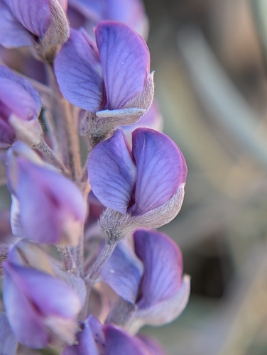 iNaturalist observation photo of lupines