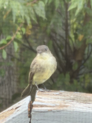 Eastern Phoebe