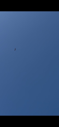 Osprey