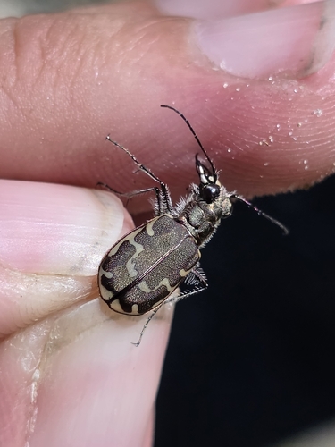 Bronzed Tiger Beetle