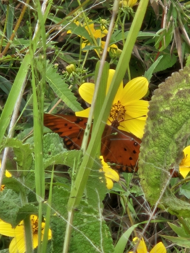 Gulf Fritillary