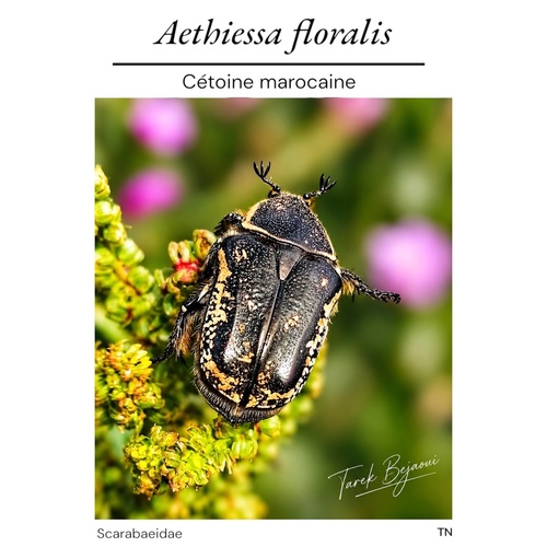 Aethiessa floralis
