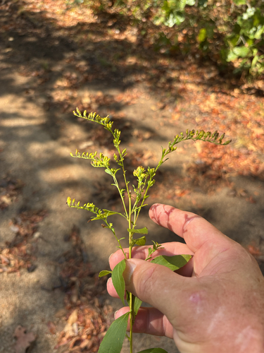 elm-leaved goldenrod