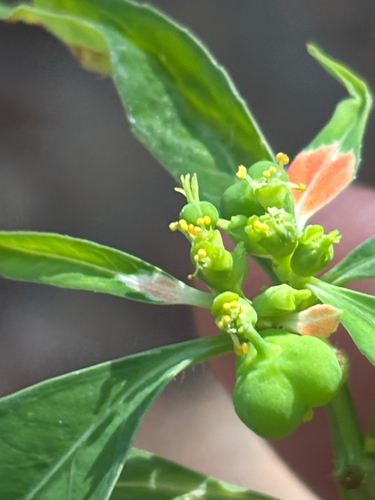 wild poinsettia