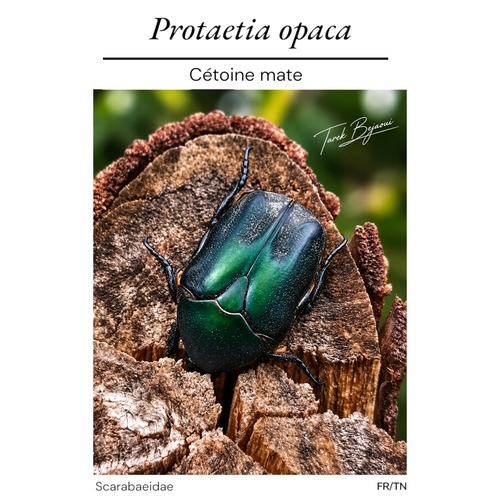 Protaetia opaca