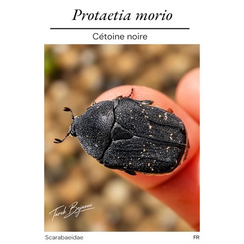 Speckled Rose Chafer