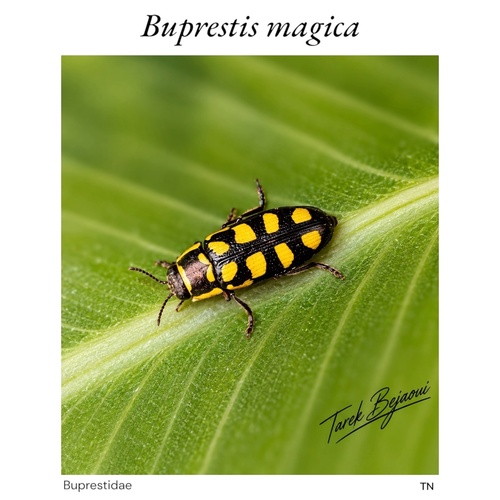 Buprestis magica