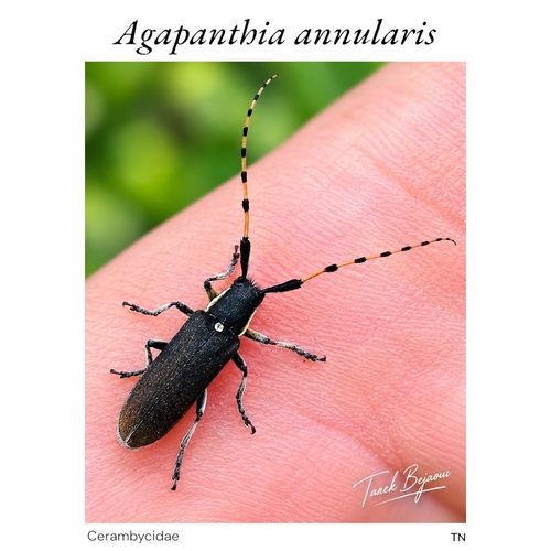 Agapanthia annularis