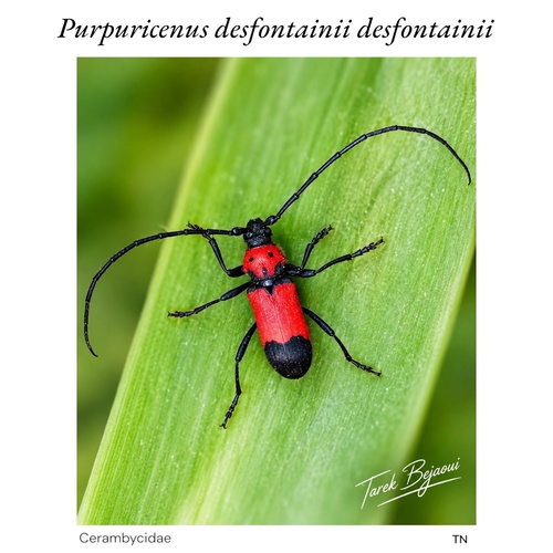 Purpuricenus desfontainii