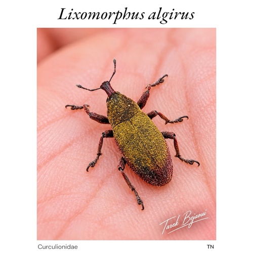Lixomorphus algirus