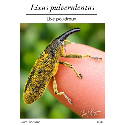 Elongated Bean Weevil