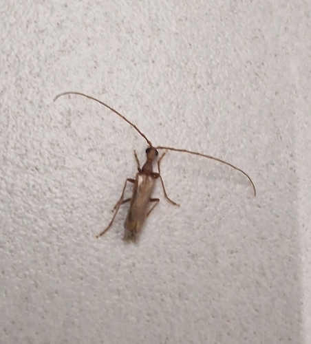 Vesperus luridus